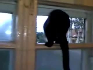 >Котка лае по съседите