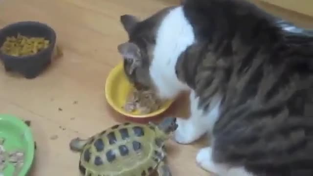 Вище само каквa лоша костенурка смях !!!