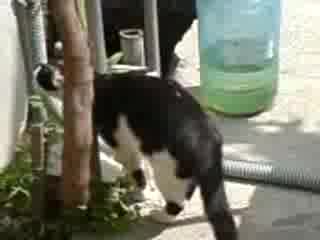 Много Лудо Котенце В Гълъбово