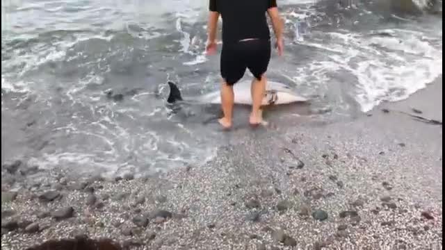 Бедстващо делфинче на плажа Кастро Бийч в Царево