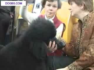 Westminster Kennel Club Dog Show 2007