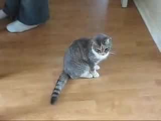 Много Пияна Котка