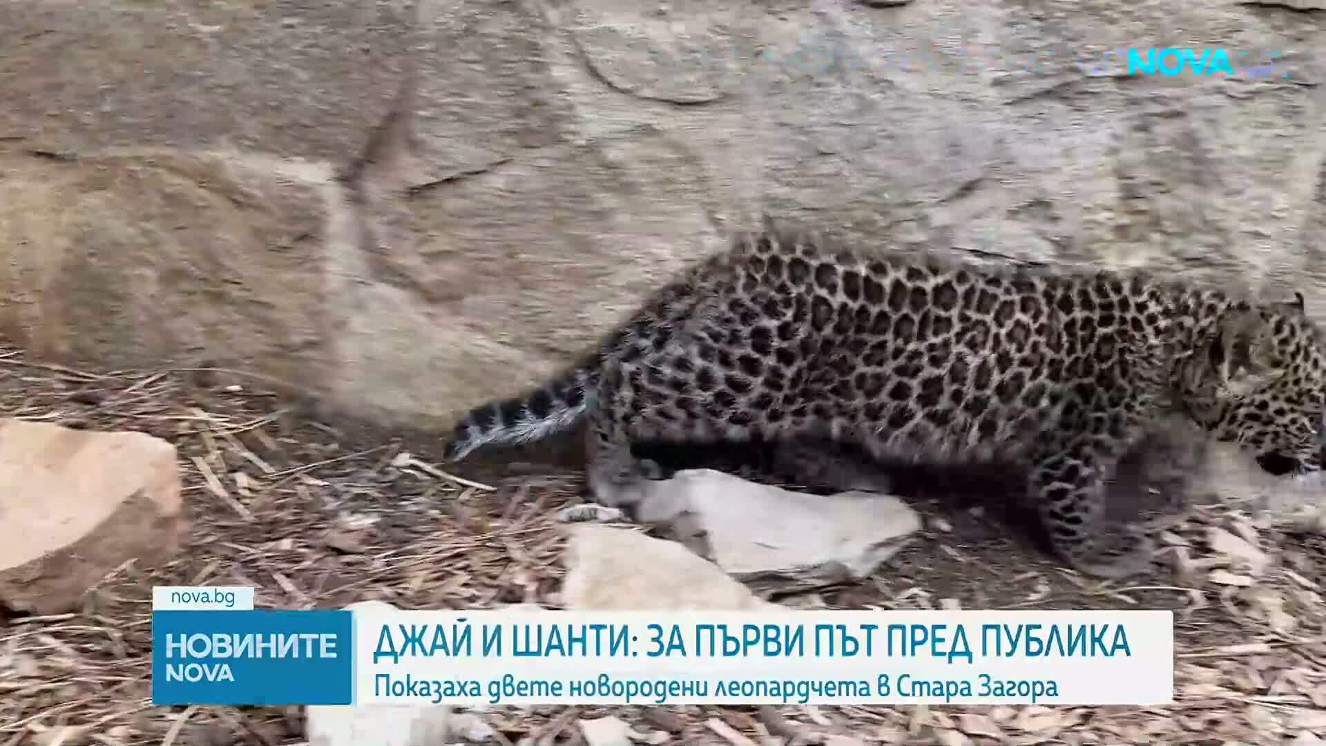 Леопардчета близнаци са най-новите обитатели на Зоопарк Стара Загора