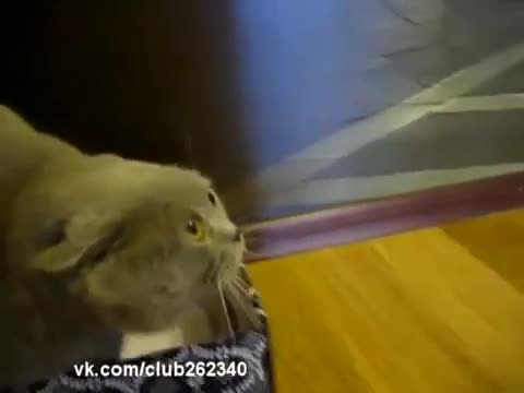Котка която може да говори
