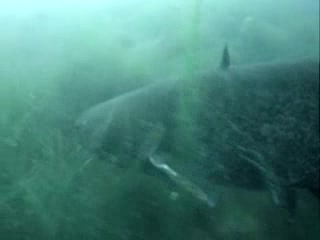Гигантски Сом Под Водата