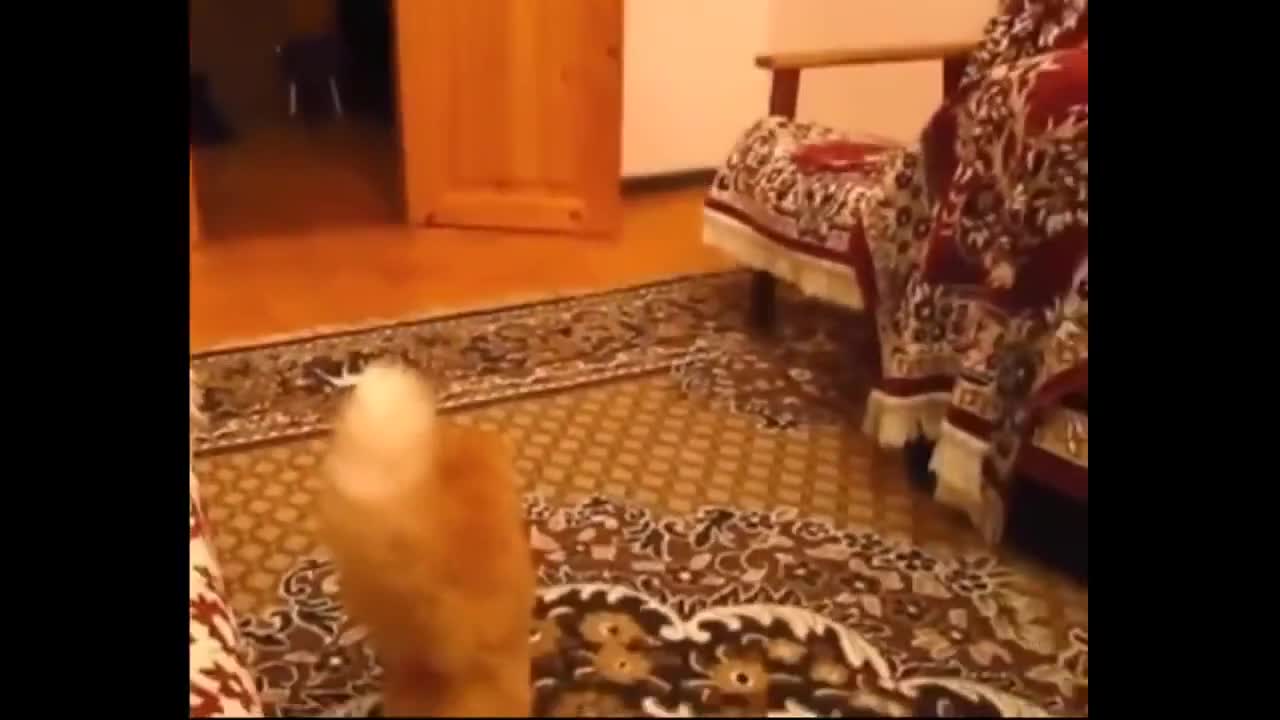 Много забавна компилация с котки!