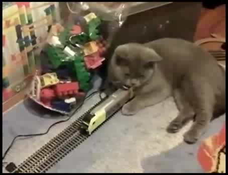 Тази котка не се интересува от нищо