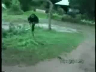 Маймуна Се Закача С Куче