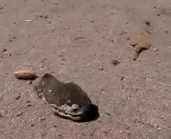 змия атакува без тяло 