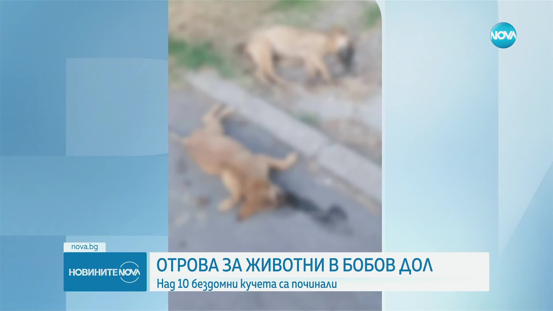 Над 10 убити бездомни кучета и котки в Бобов дол