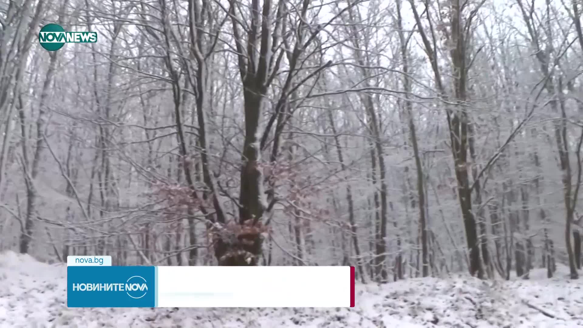 Първи сняг в Германия, очакват се ниски температури и заледявания