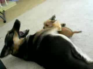 Малък.... Но Храбър