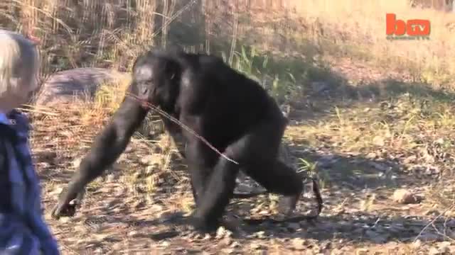 Маймуна пали огън за да готви .