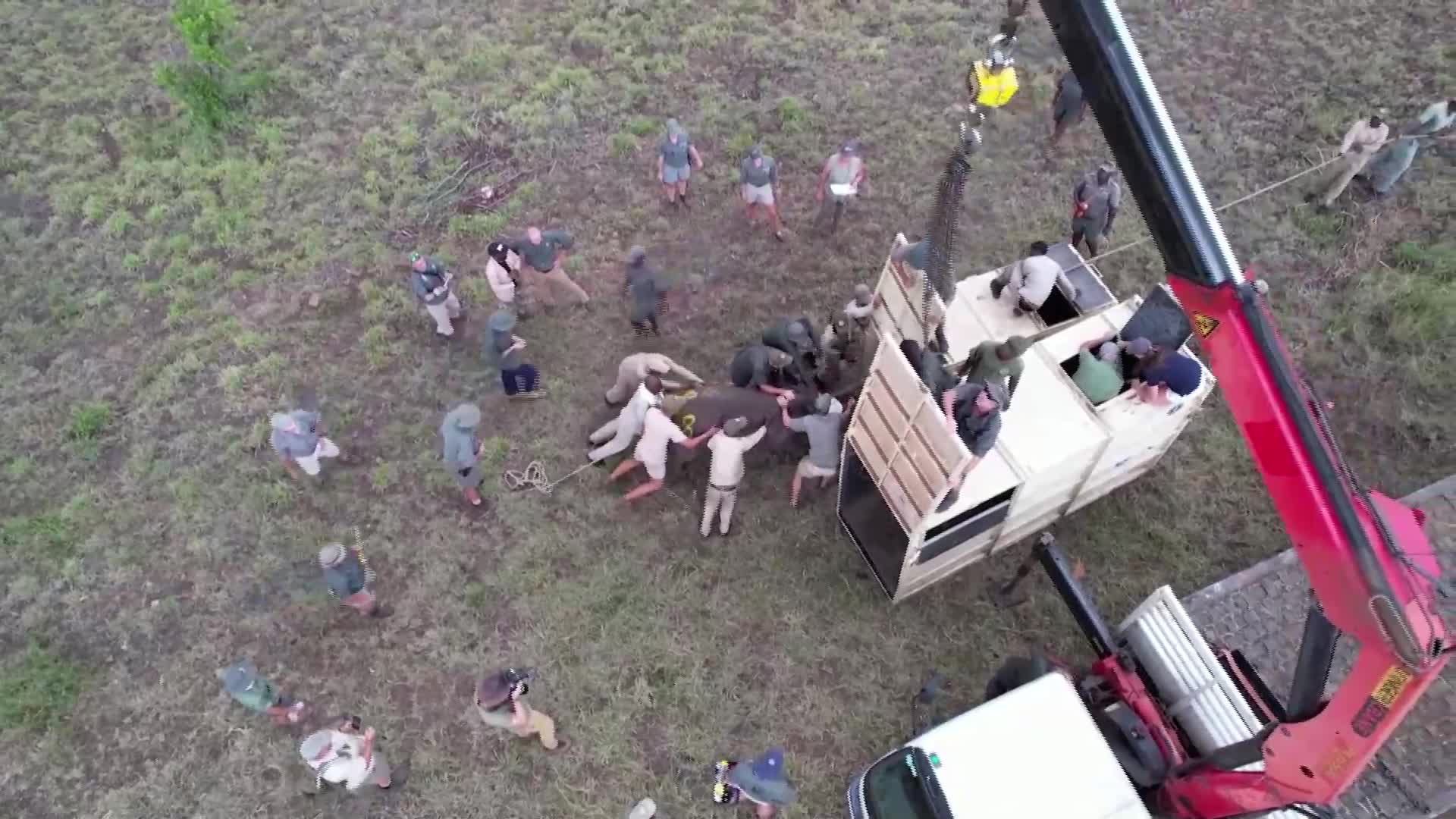 Белите носорози се завръщат в Конго (ВИДЕО)