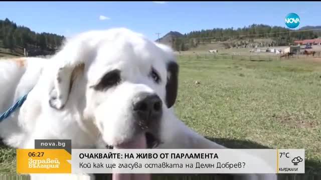 Куче от Южна Дакота влезе в Книгата на Гинес