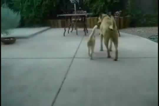 Котката остана без думи ...: D ( Смях ) 