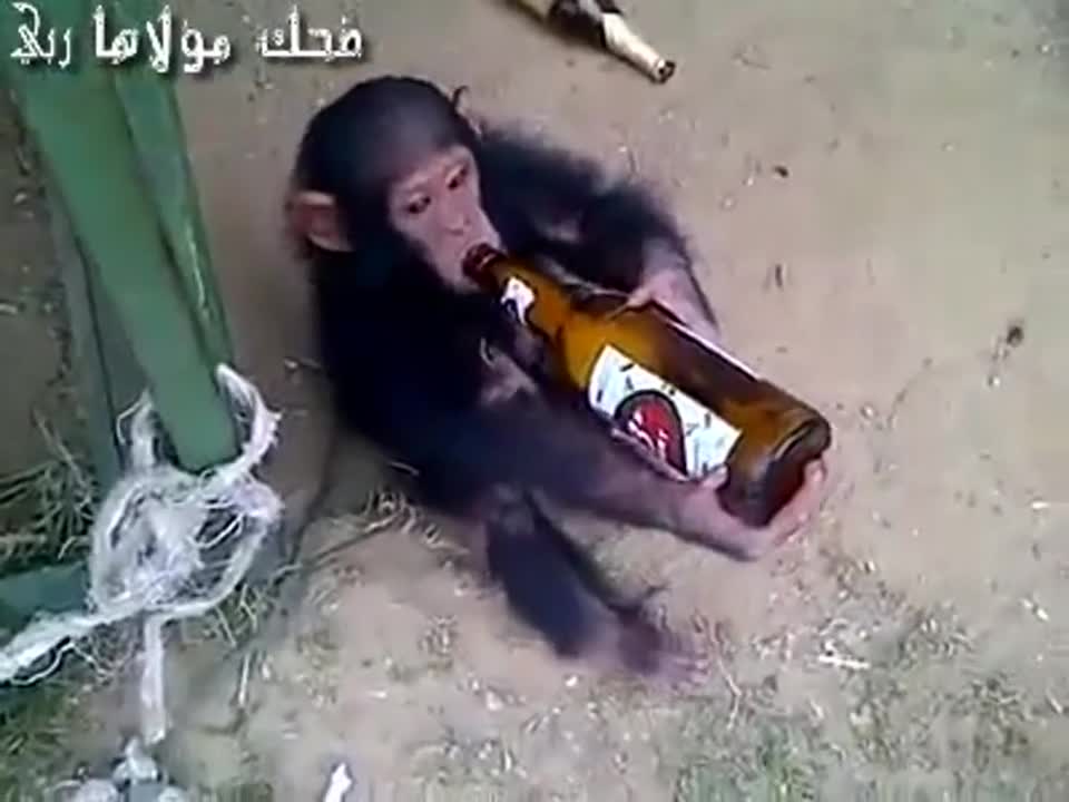 Тази маймунка яко се напи (смях )