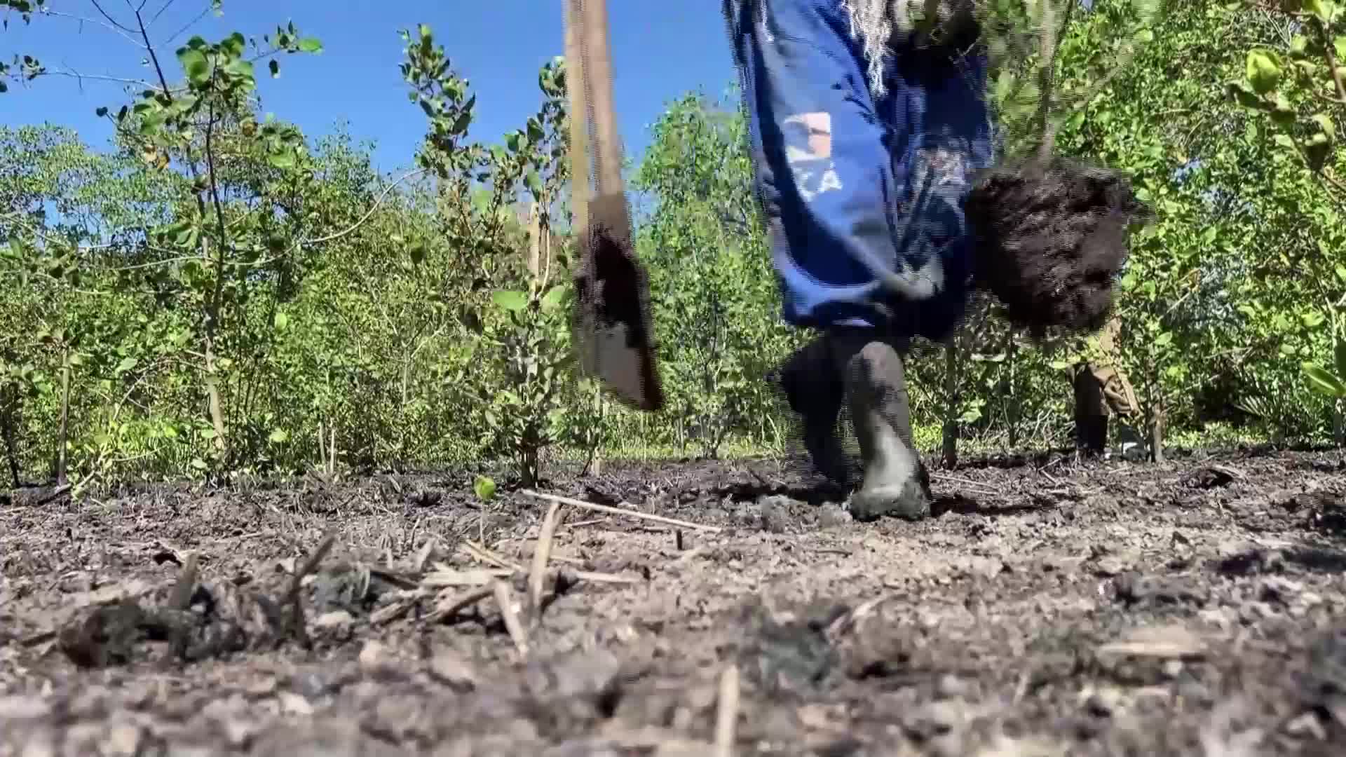 Засадиха над 30 000 дървета, за да отбележат Деня на водата в Бразилия (ВИДЕО)