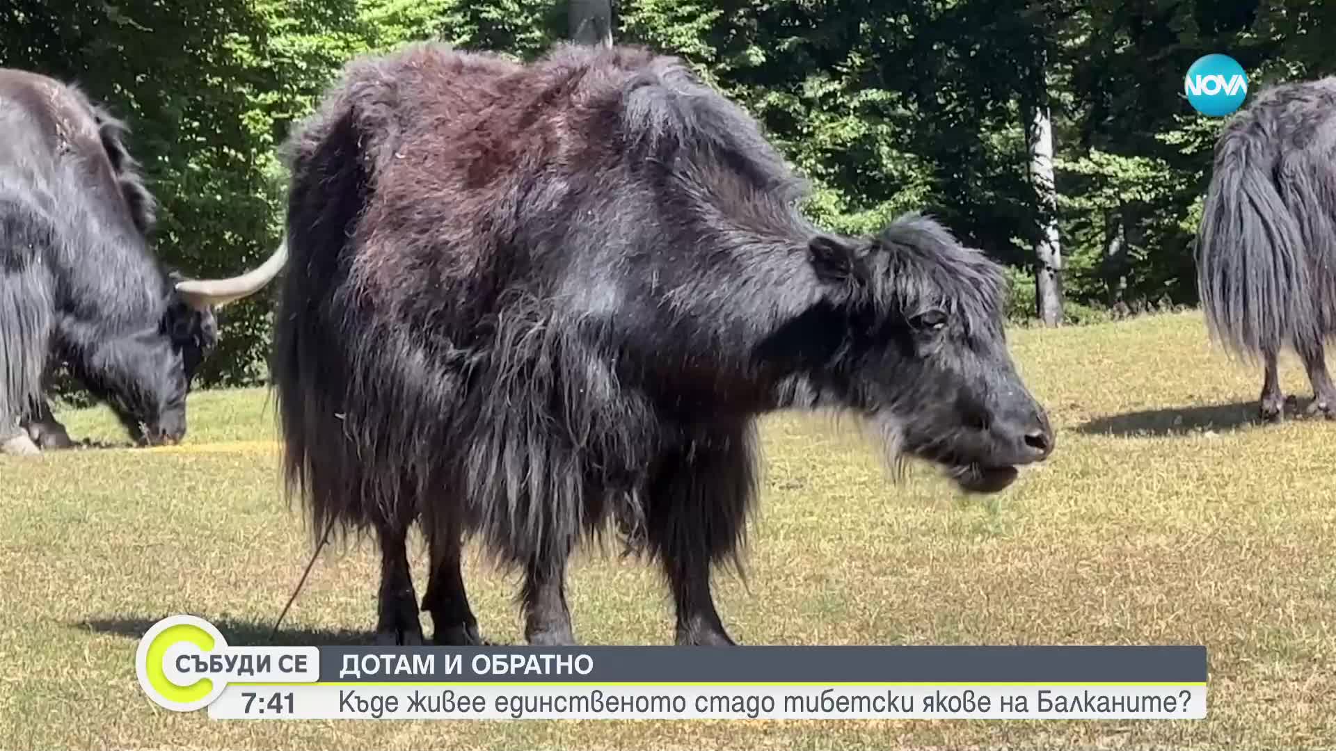 ДОТАМ И ОБРАТНО: Къде живее единственото стадо тибетски якове на Балканите