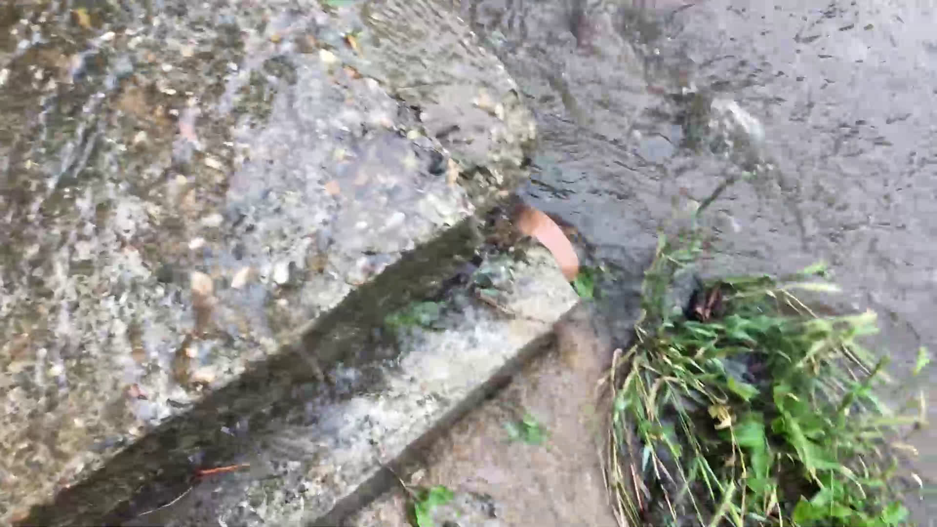 "Моята новина": Фекална вода по улица в Добрич