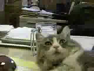 The Monster- Пееща Котка