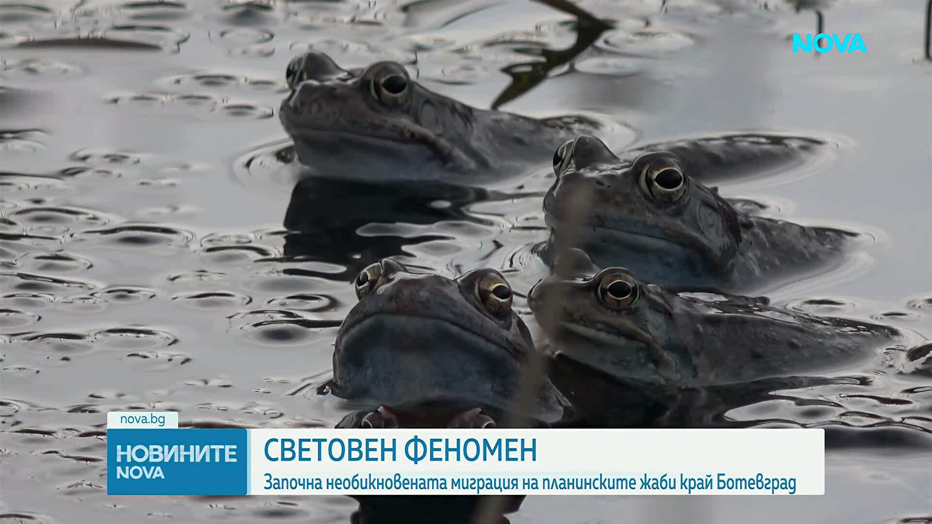 Уникален феномен: Започна необикновеното пътешествие на планинските жаби край Ботевград