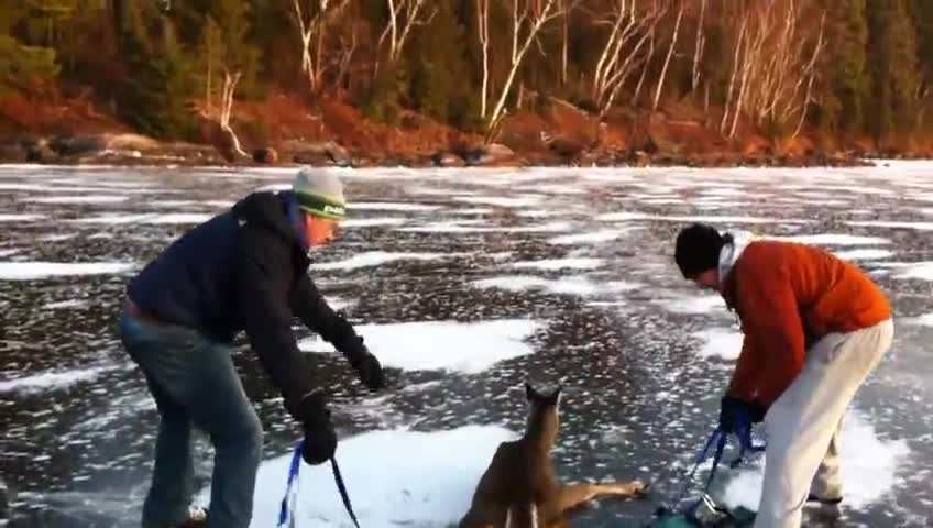 Смели мъже спасяват сърничка от замръзнала река!