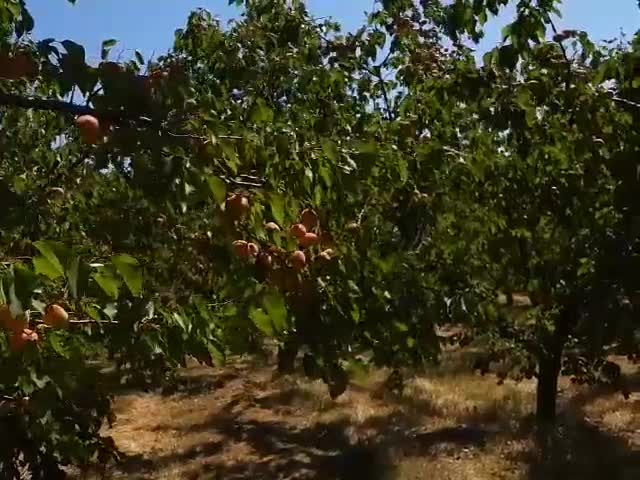 "Моята новина": Беритбата на кайсиите започна!