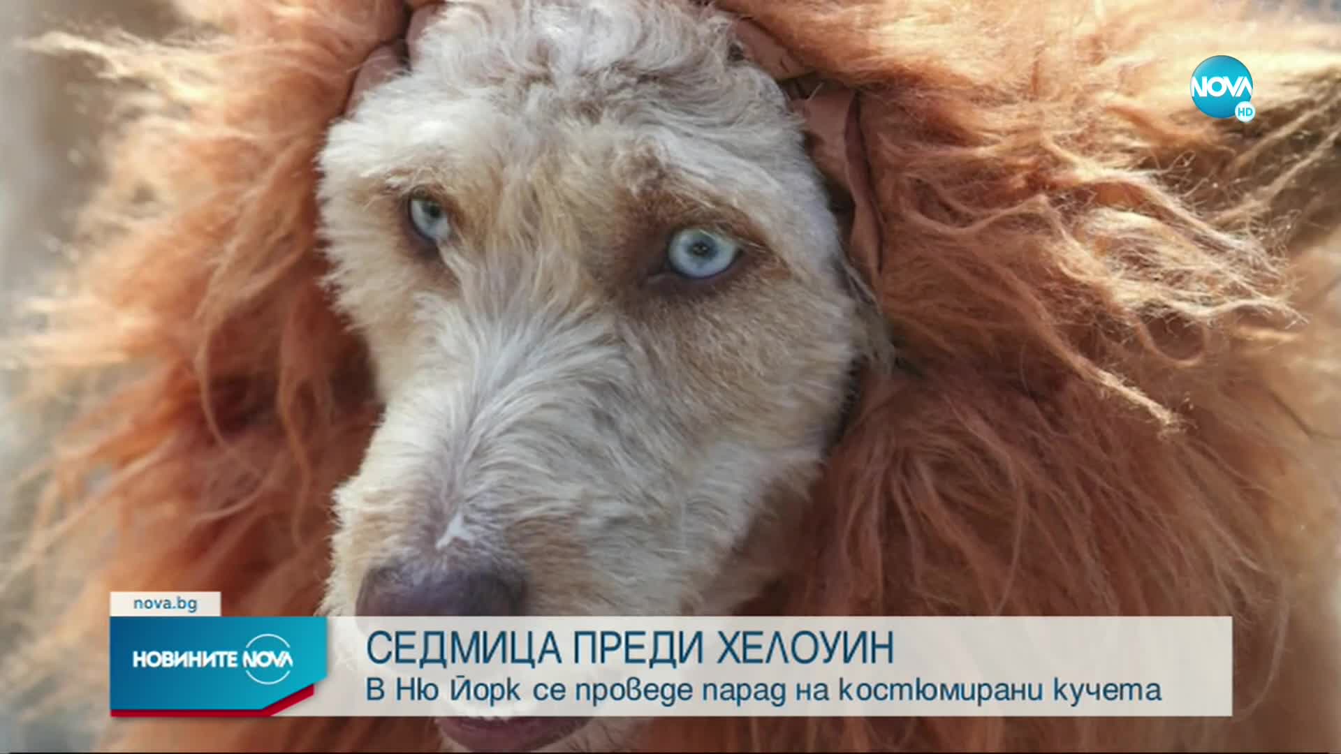Парад на кучета с костюми за Хелоуин в Ню Йорк