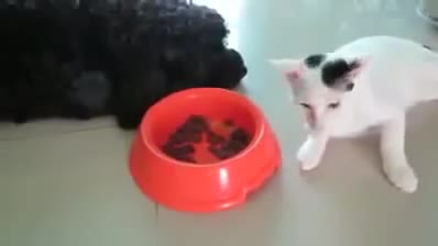 Котка краде храна