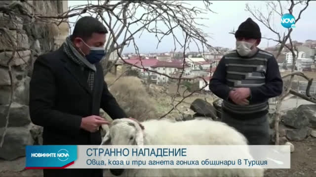 Овца, коза и три агнета гониха общинари в Турция
