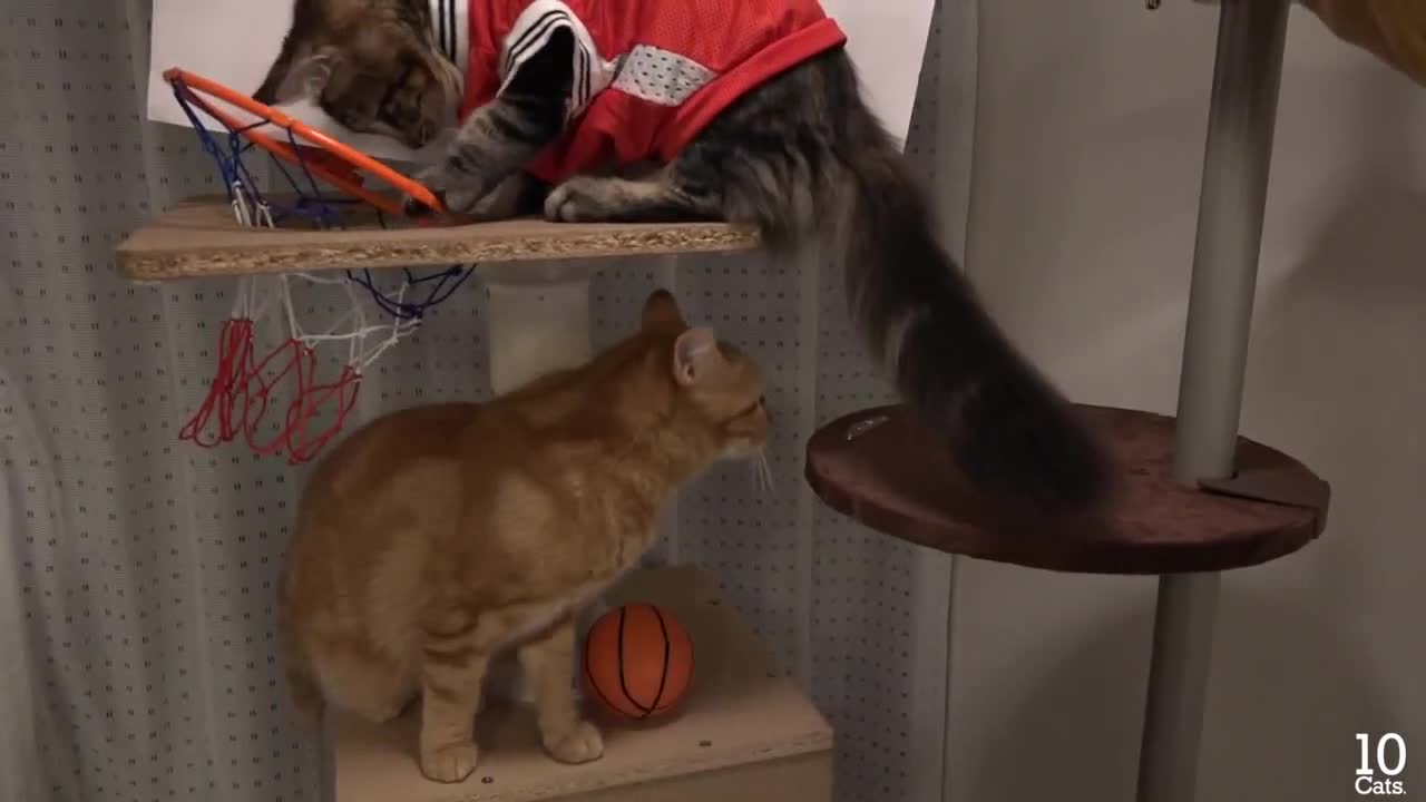 Смях !!! Котки играят Баскетбол
