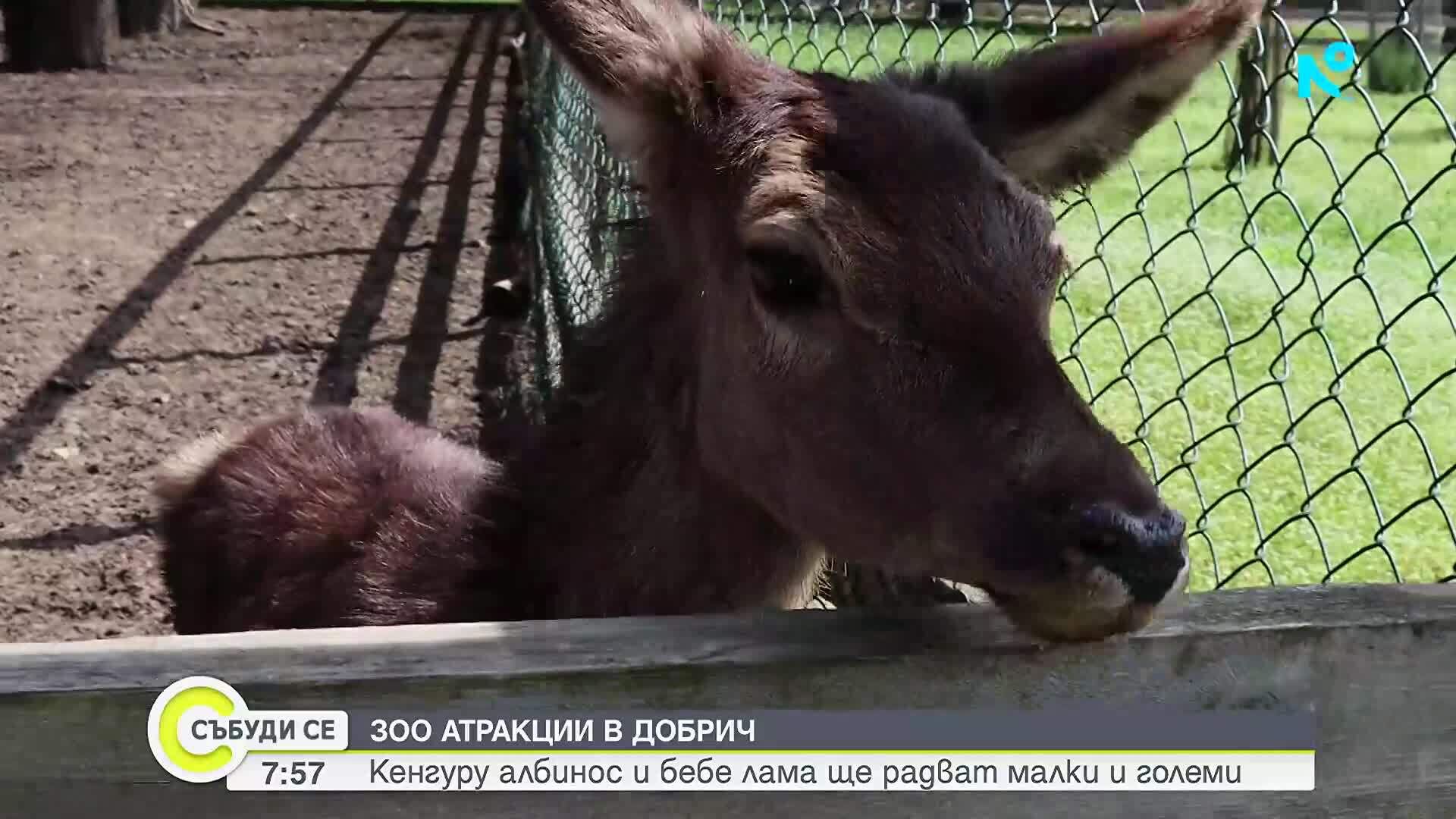 Бейби бум в зооцентъра в Добрич: Рядко кенгуру албинос е сред новите попълнения
