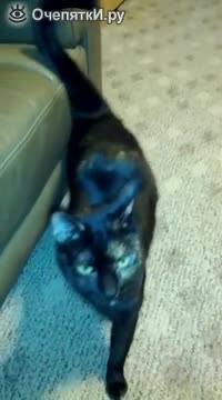 Смях ... Котка ходи като модел