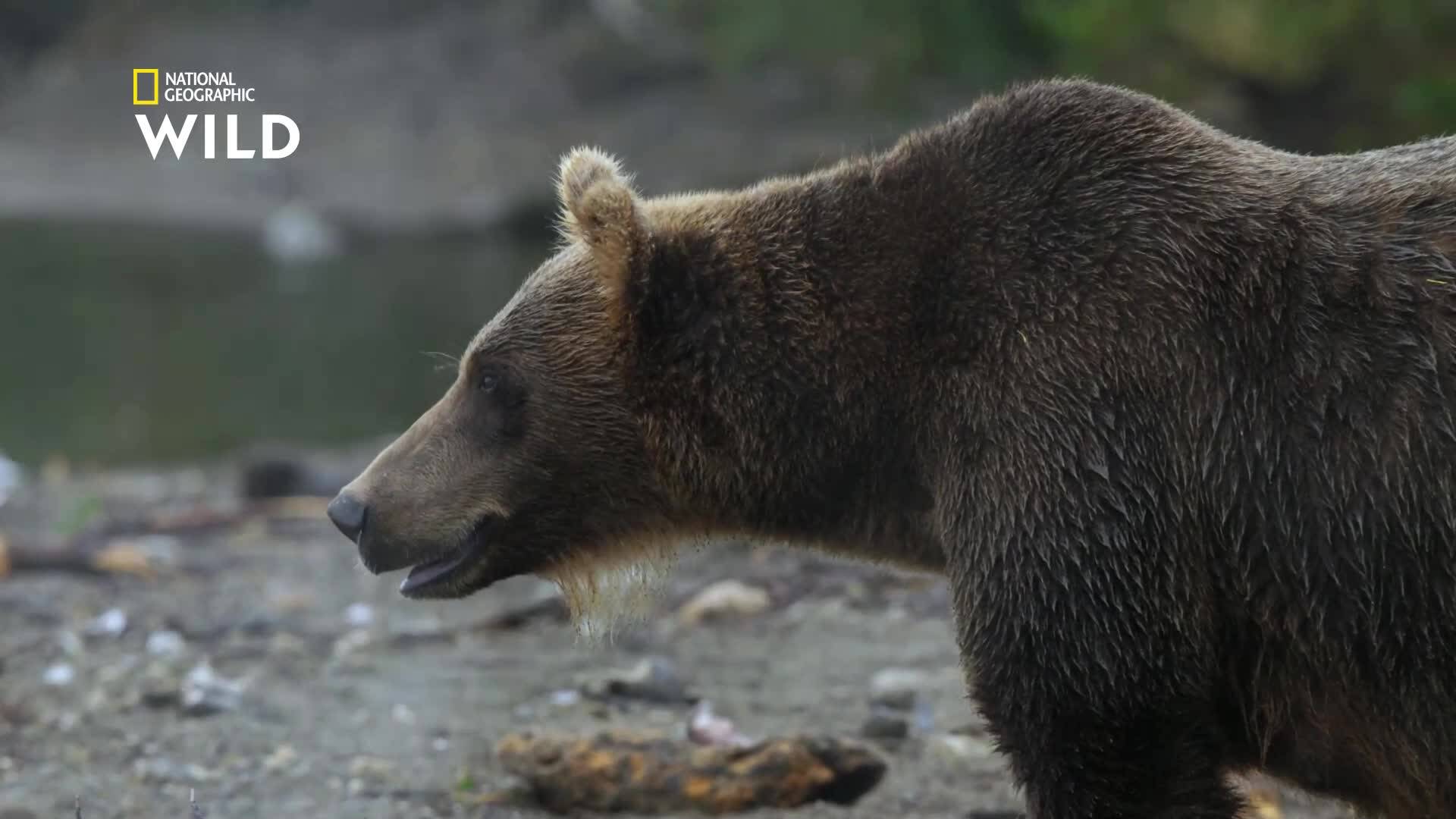 Какво прави Камчатка перфектния дом за кафявите мечки