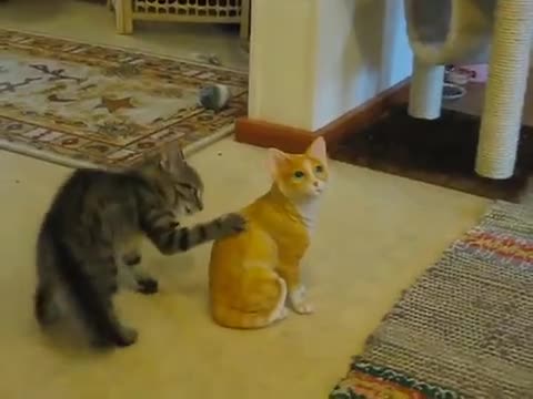 Какво може да вбеси една котка