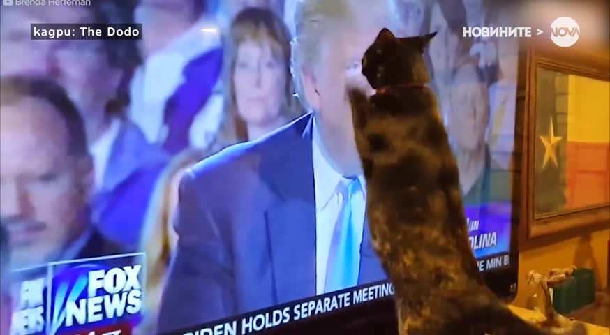Котки се стряскат от Доналд Тръмп