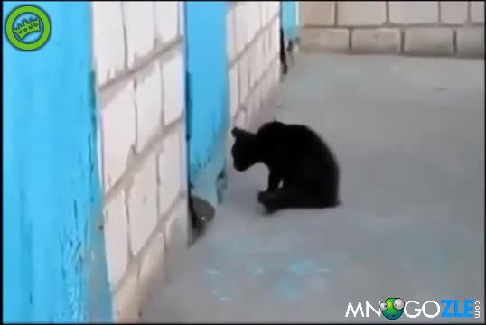 Коте помага на куче да избяга
