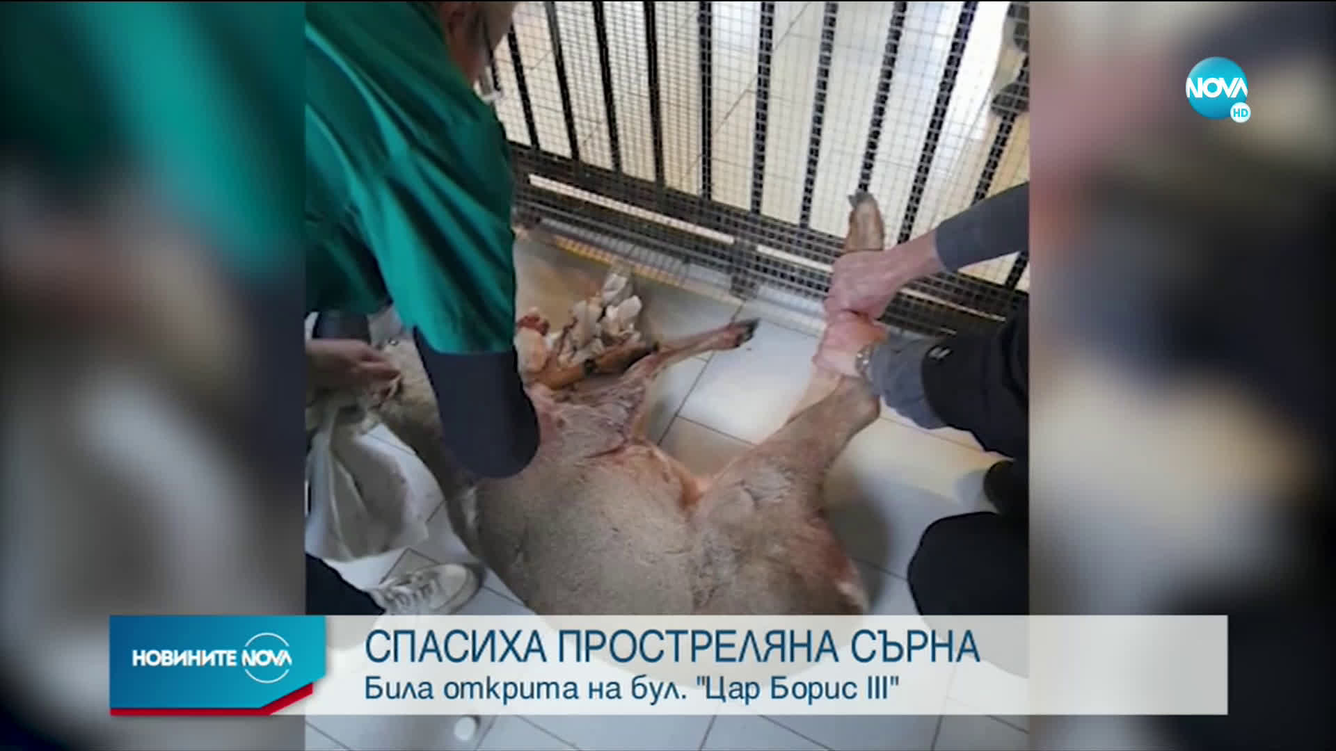Спасиха прострелян сръндак от столичен булевард