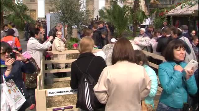 Пони беснее пред Болшой театър