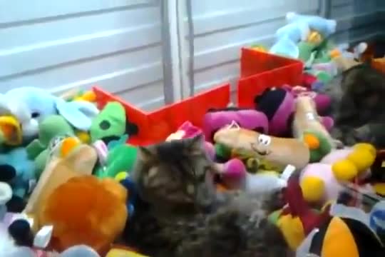 Как да измъкнем котка вместо плюшена играчка