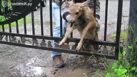 Мъж помага на заклещено сърне да се върне при майка си.