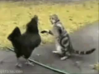 Началото: Котка срещу Кокошка!