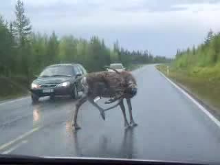 На Това Се Казва Непукист