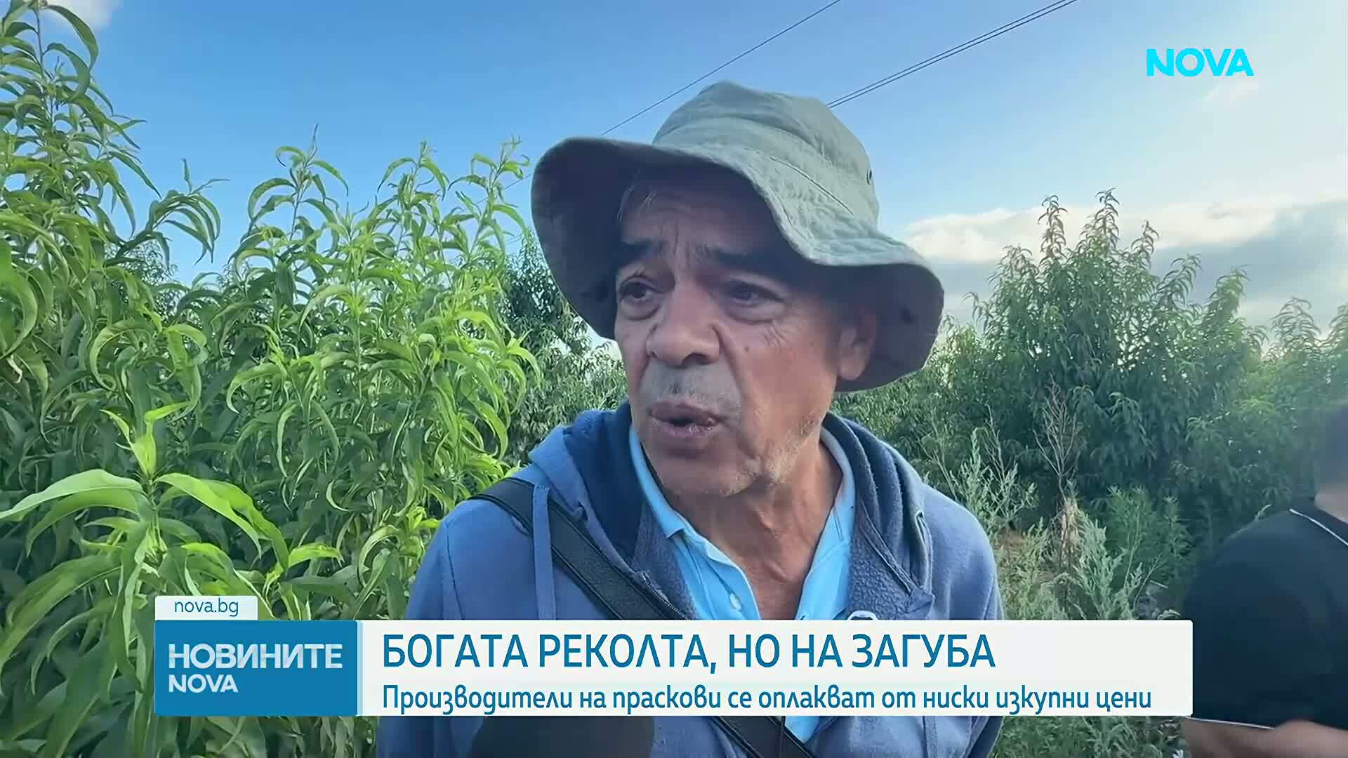 Напрежение сред производителите на праскови заради ниските изкупни цени