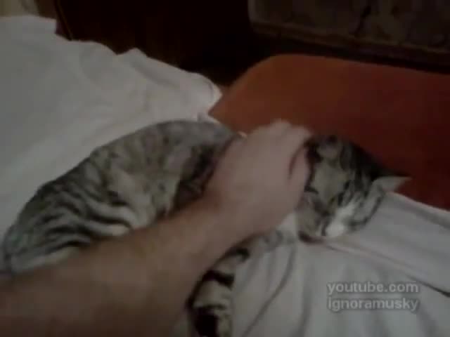 Коте метал
