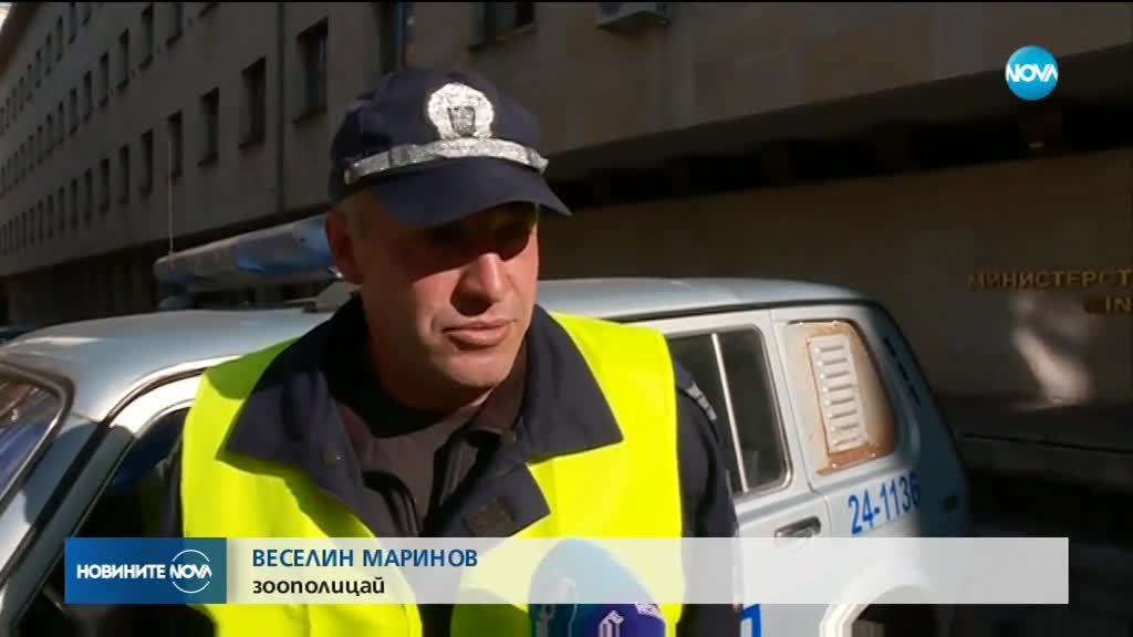 В българските градове вече ще патрулират зоополицаи