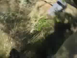 Намериха най - дългата змия мъртва