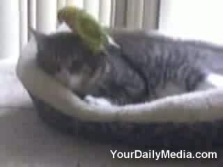 Котка Пациент