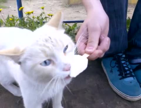 Това коте много обича да си хапва сладолед 